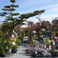 久留米植木祭り