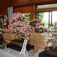 さつき盆栽展